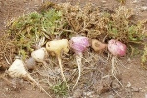 Maca – What is it and why would you want to eat it?